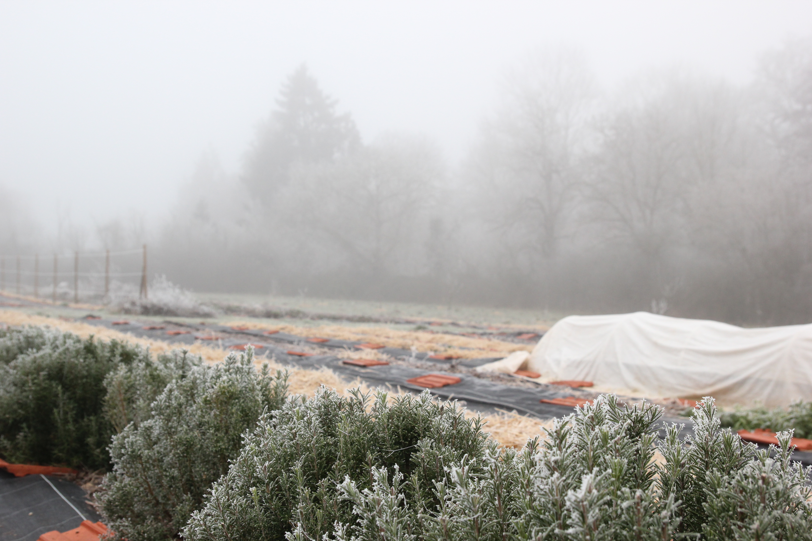 Mon jardin d&apos;hiver, entre givre et brouillard